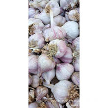 Natural Fresh Vegetables of Pure White Garlic